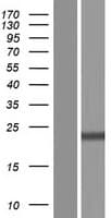 RPS11 / Ribosomal Protein 11 (Over-Expression Lysate Myc-DDK (Flag))