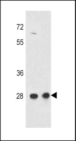 Polyclonal Rabbit anti-Human CCDC134 Antibody (aa197-225, IHC, WB)