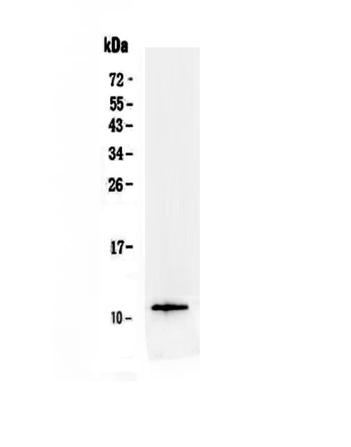 TFF3 / Trefoil Factor 3 Antibody