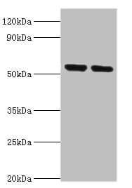 NRF1 / NRF-1 Antibody (aa1-300)