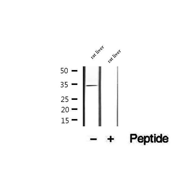 COLEC11 Antibody