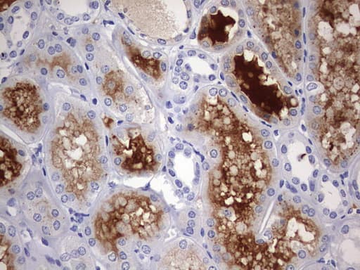 RIPK3 / RIP3 Antibody (aa233-518, clone OTI1B3)