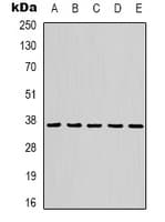 Monoclonal Mouse anti-Human GAPDH Antibody (WB)