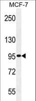 TMEM132E Antibody (aa704-733)