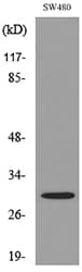 FGF18 Antibody
