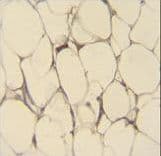 FBLN7 / Fibulin 7 Antibody (aa29-57)