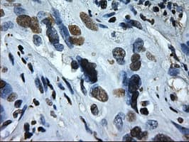 ID2 Antibody (clone OTI9A8)