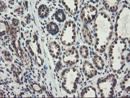 GCP60 / ACBD3 Antibody (clone OTI3A1)