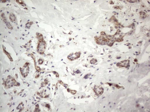 Monoclonal Mouse anti-Human PROCR / EPCR Antibody (clone OTI12H5, aa1-210, IHC, WB)