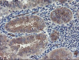 Monoclonal Mouse anti-Human TSC22D1 / TSC22 Antibody (clone OTI4F1, IHC, WB)