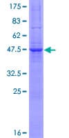 Human VAMP7 / SYBL1 / T1 VAMP Protein (Recombinant GST)