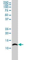 LY6H Antibody (clone 3E10)