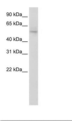 NAB1 Antibody (aa71-120)