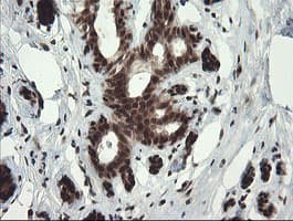 RFC2 / RFC40 Antibody (clone OTI2B2)