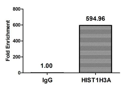 HIST1H3A Antibody