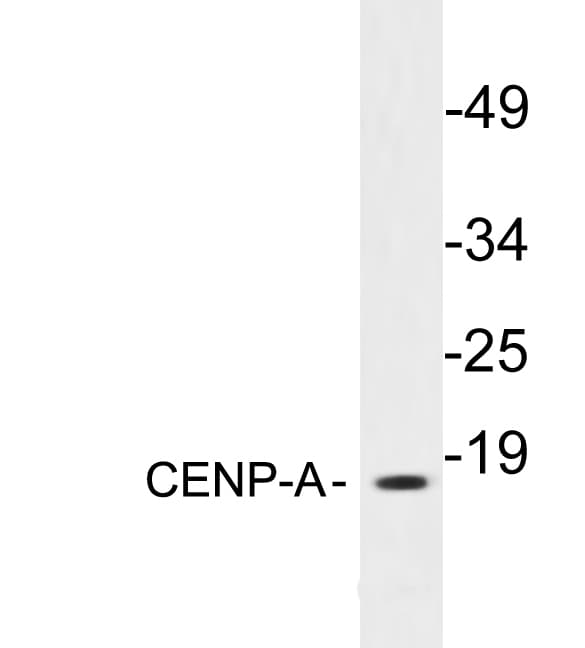 CENPA / CENP-A Antibody (aa7-56)
