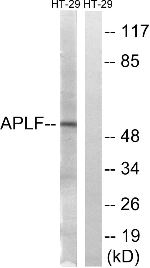 APLF / PALF Antibody (aa82-131)