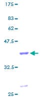 Human GSTM4-4 / GSTM4 Protein (Recombinant GST)