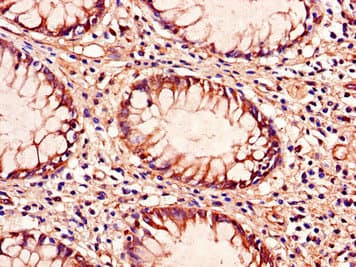 TLR9 Antibody