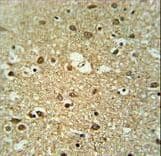 MMGT1 Antibody (aa103-131)