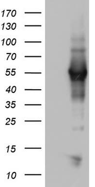 NAB1 Antibody (aa237-487, clone OTI4H3)