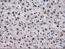 KIAA0153 / TTLL12 Antibody (clone OTI4B2)