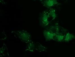 PDLIM2 / SLIM Antibody (clone OTI12A5, Carrier-free)