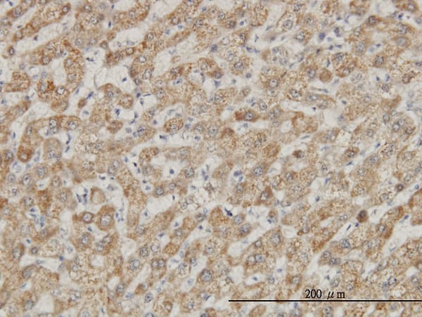 Monoclonal Mouse anti-Human DDX56 Antibody (clone 4C5, IHC, IF, WB)