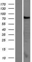 CCDC62 Protein (Over-Expression Lysate Myc-DDK (Flag))