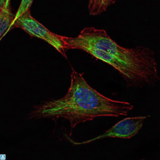 RICTOR Antibody
