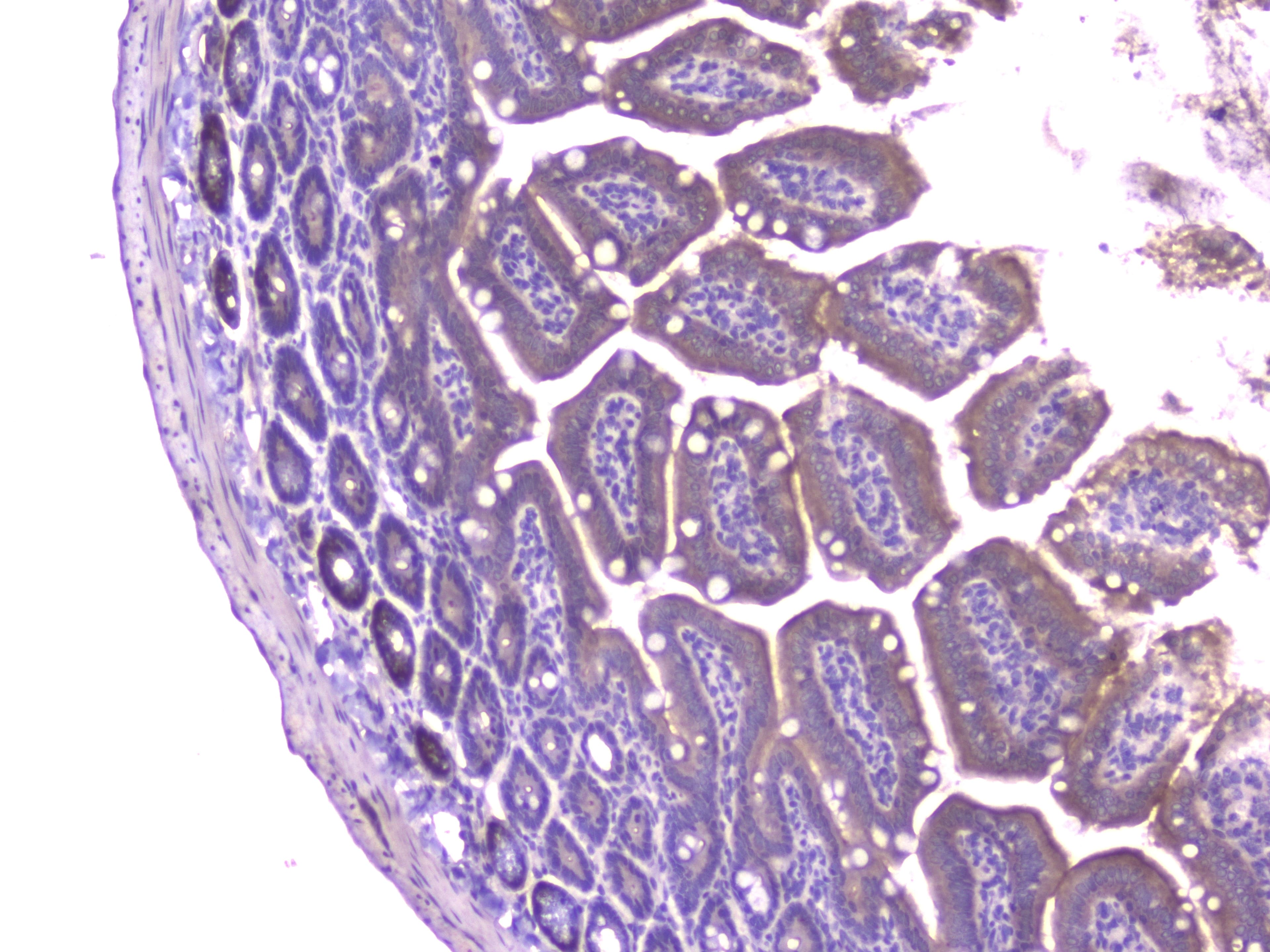 CCL8 / MCP2 Antibody