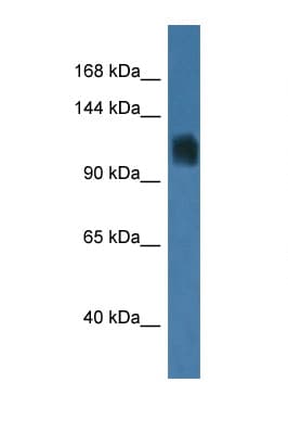 Polyclonal Rabbit anti-Mouse RNF74 / RAG1 Antibody (aa946-995, WB)