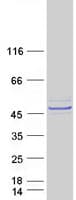 Human LRRC2 Protein (Recombinant Myc-DDK (Flag))