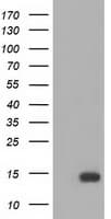 FSHB / FSH Beta Antibody (clone OTI2G9)