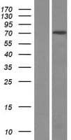 KBTBD3 Protein (Over-Expression Lysate Myc-DDK (Flag))