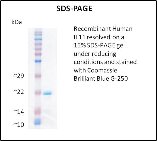Human IL11 Protein (Recombinant)