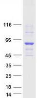 Human FAAH Protein (Recombinant Myc-DDK (Flag))