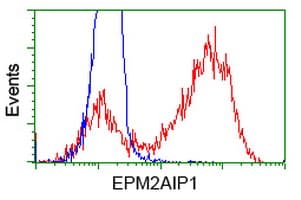 EPM2AIP1 Antibody (clone OTI2G3)