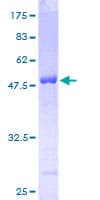 Human HS1BP3 Protein (Recombinant GST)
