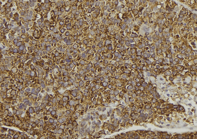 WNT16 Antibody