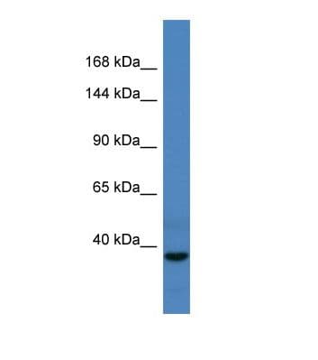 CDC27 Antibody (aa233-282)