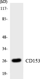 CD30L / CD153 Antibody (aa54-103)