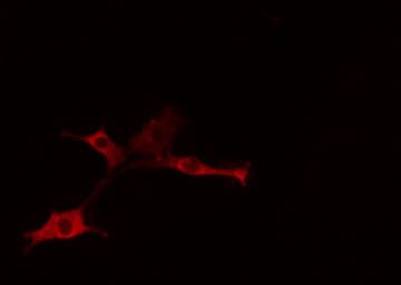 PIGX Antibody