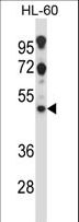 HTR2C / 5-HT2C Receptor Antibody (aa253-282)