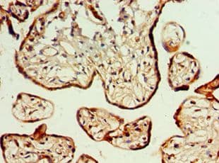 GJA1 / CX43 / Connexin 43 Antibody (aa233-382)