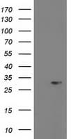 PGAM2 Antibody (clone OTI3B11)