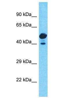 PRKACG Antibody (aa300-349)