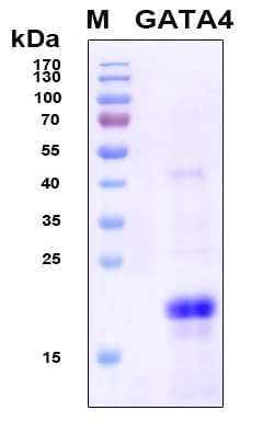 Human GATA4 Protein (Recombinant 6His, N-terminus)
