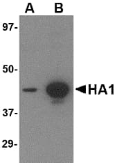 Influenza A Virus Hemagglutinin Antibody (clone 1E7D8)