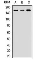TJP2 / ZO2 / ZO-2 Antibody